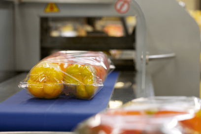 Packed fresh yellow bell peppers on a conveyor belt in a cold chain food processing facility, ready for temperature-controlled logistics.