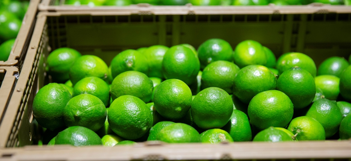Keeping fruit and vegetables fresh while reducing food waste are just some of the major benefits provided by Lineage Fresh services from Lineage Logistics.