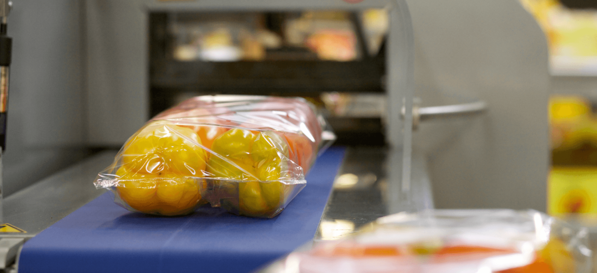 Packed fresh yellow bell peppers on a conveyor belt in a cold chain food processing facility, ready for temperature-controlled logistics.