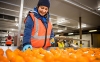 Woman inspecting oranges